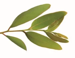 Hot Equideos Deterquat Cl 9.6 Eucalyptus - 20L