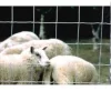 Outlet Equideos Grillage à moutons - 50m