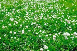 Sale Equideos Mix 3 trèfles blancs - 10kg