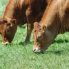 New Equideos Mix Festin - 15kg