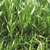 Clearance Equideos RGI non alternatif tétraploïde Ycar - 10kg